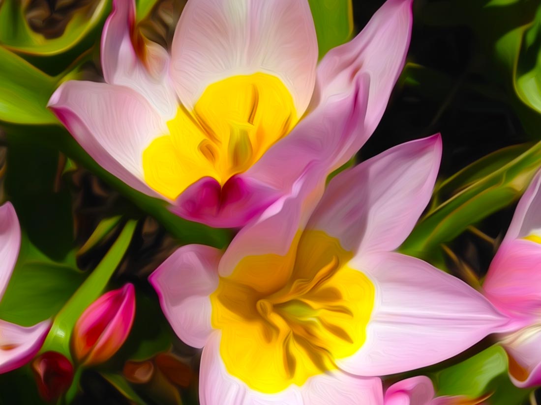 Flower1